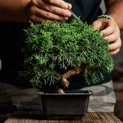 Potted Plant, Vase, Plant